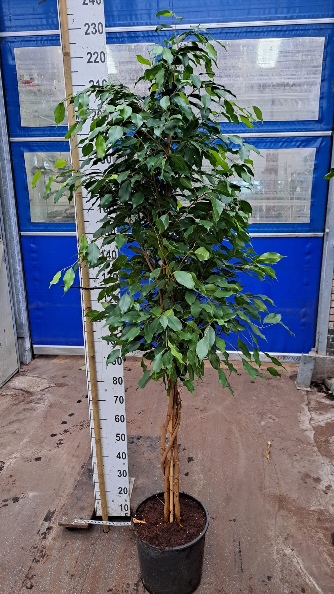 Ficus Exotica multistam 210., D 35