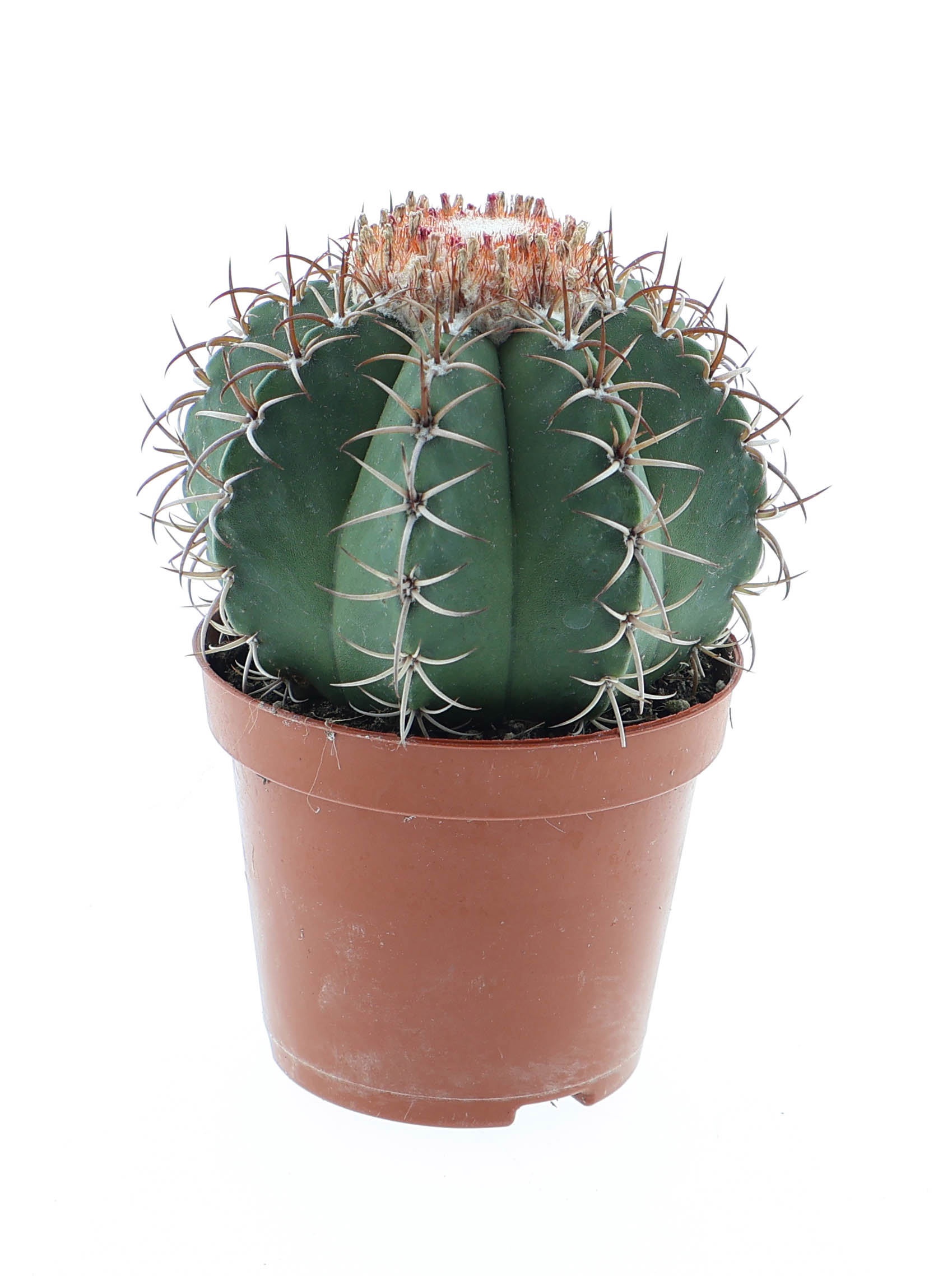 Melocactus matanzanus XL, D 8,5