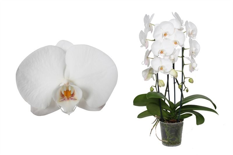Phal cascade white 2T14+, D 12