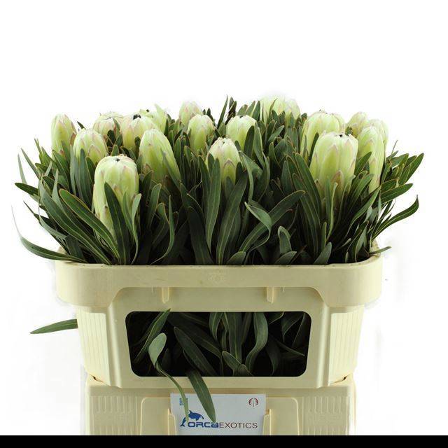 Протея Вайт Найт 70, шт.