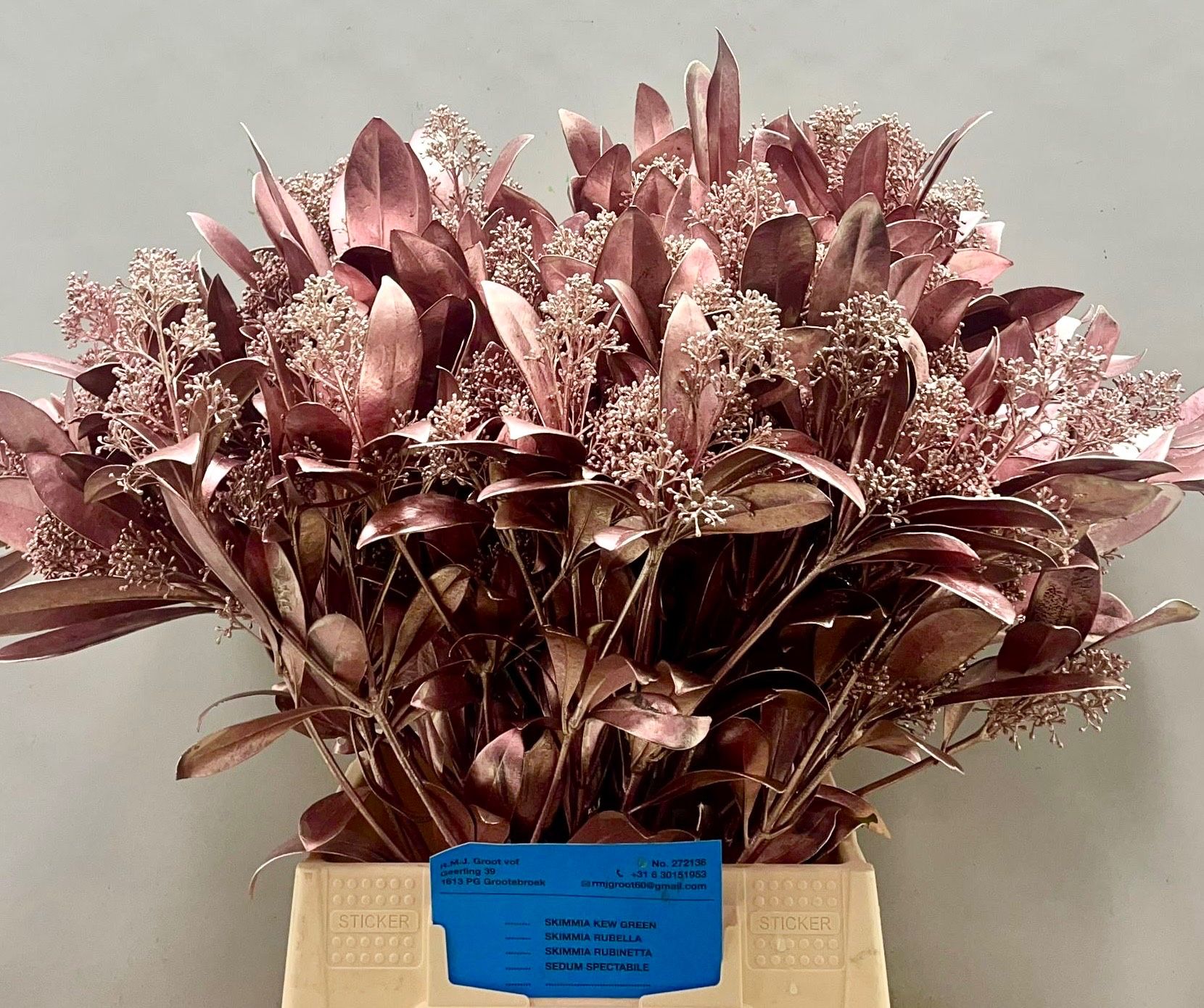 Скимия Овериг крашеный за пучок (краш. ) 45, пуч.