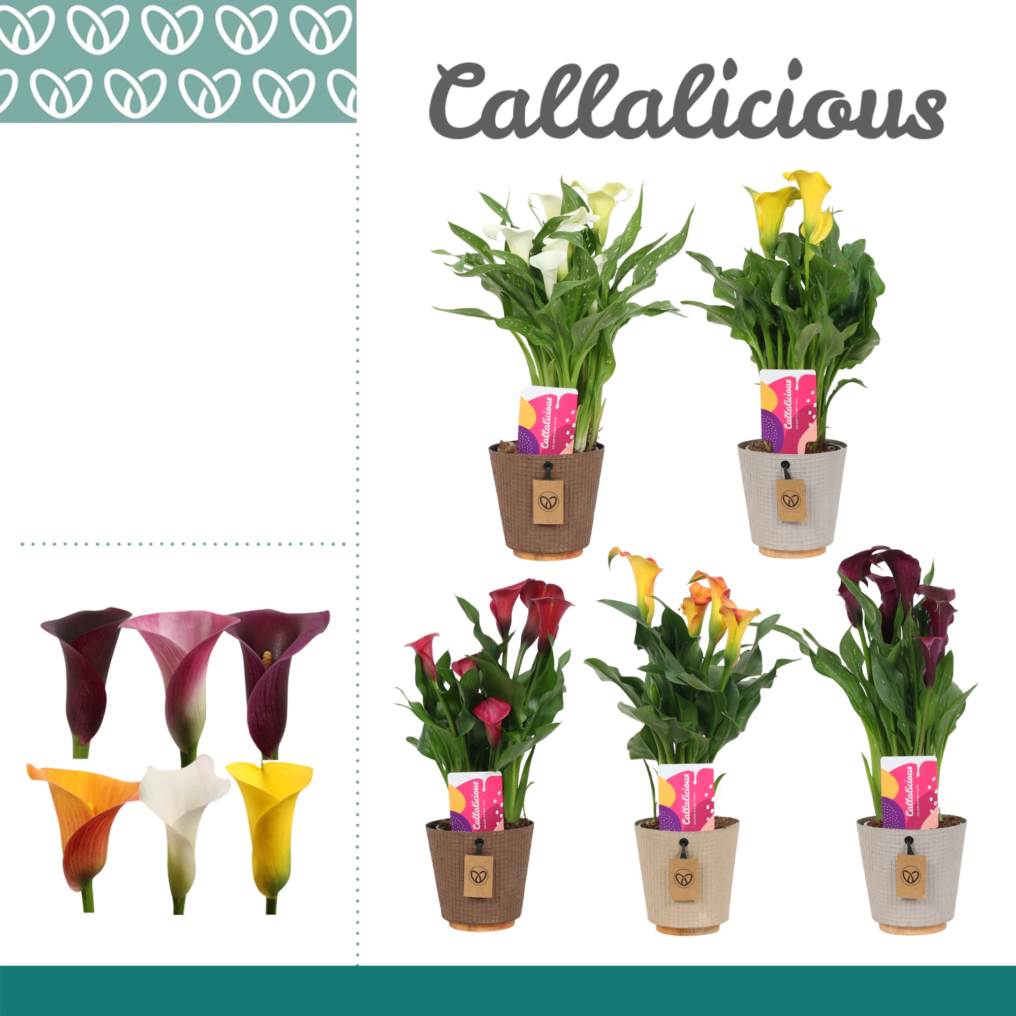 Zantedeschia (Calla) Mix in ompot Charta, D 12