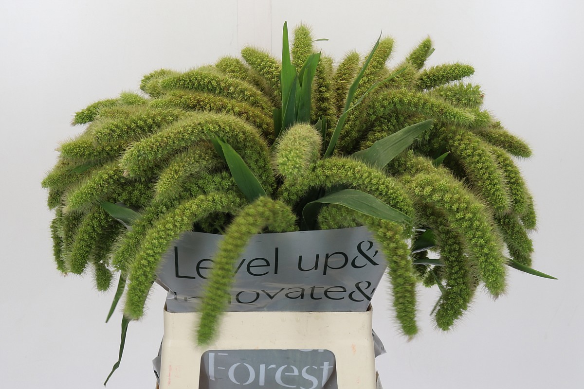 Сетария Италика Волле Мелк 70, шт.