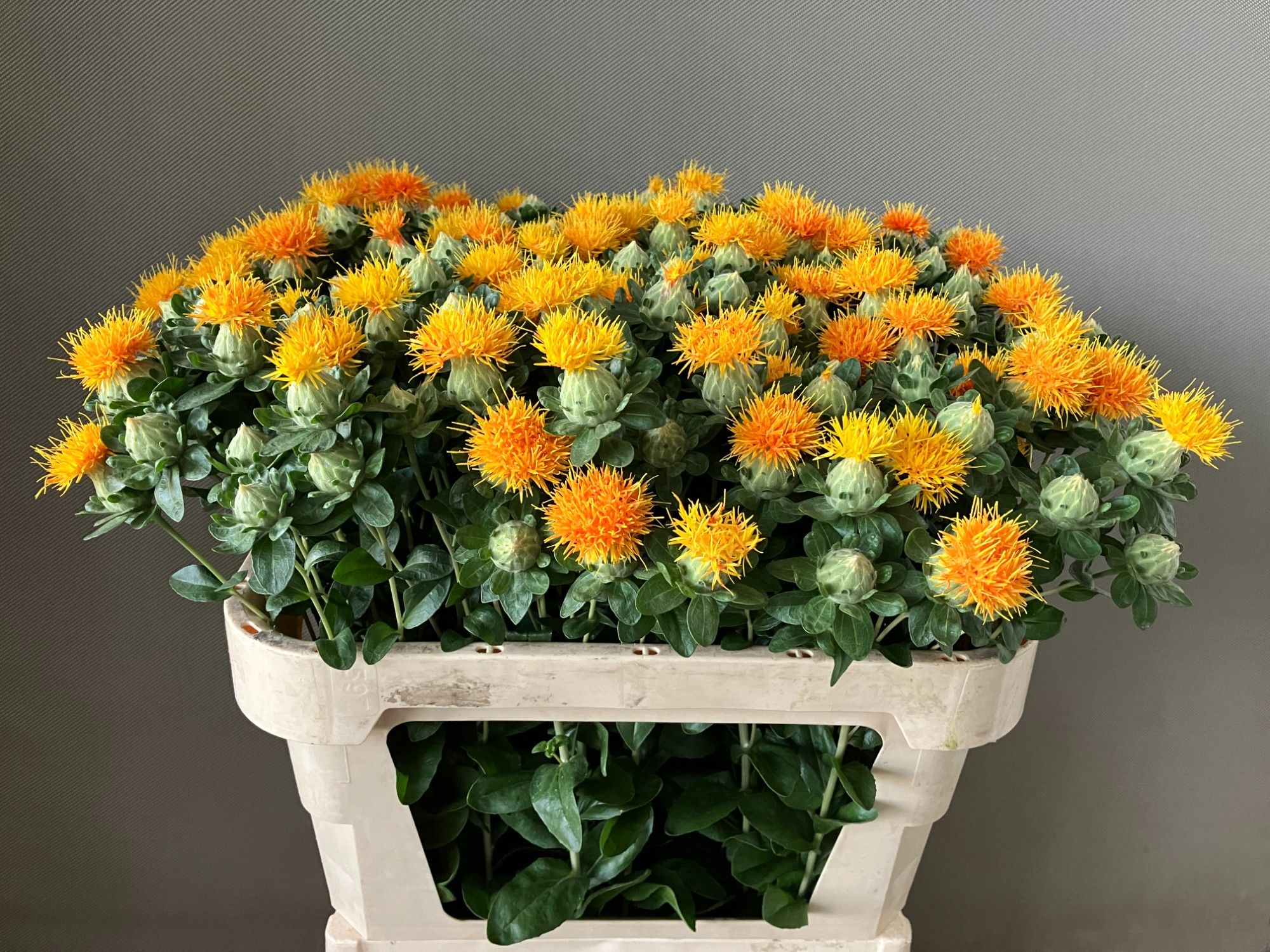 Картамус Занзибар 75 (оранж.), шт.