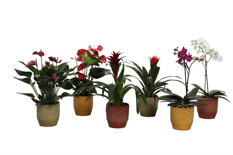 Tirza p12 peacock mix Epifyten mix, D 12