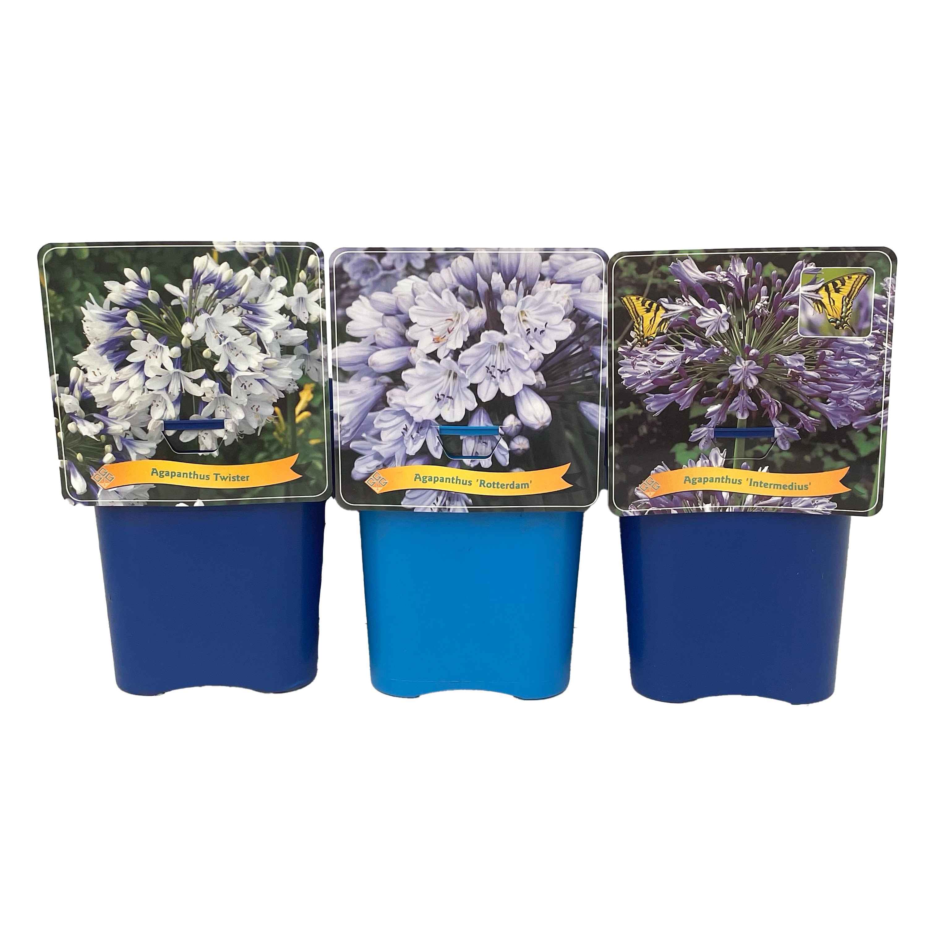 Agapanthus Mix Laag C5, D 21 cm