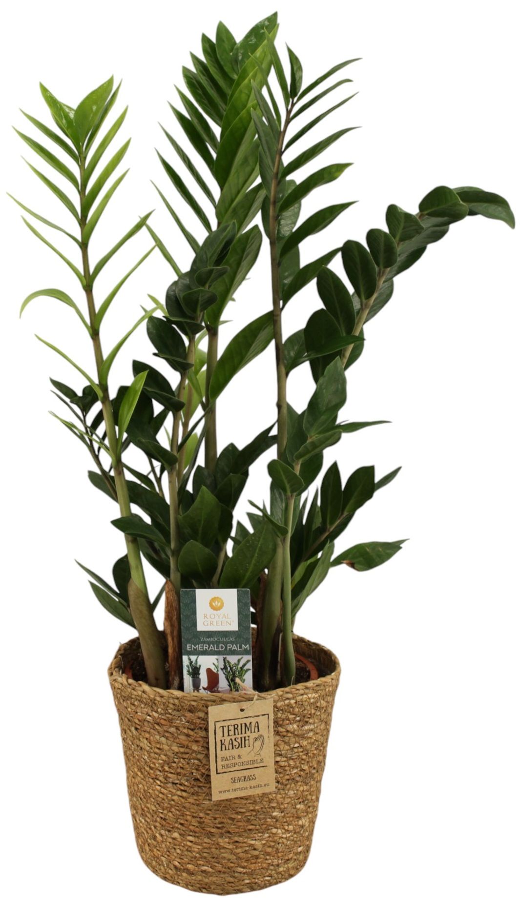 Zamioculcas 17cm in seagrass mand, D 17