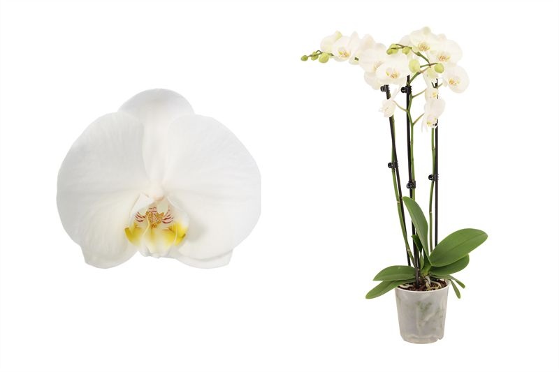 Phal white 3T18+, D 12