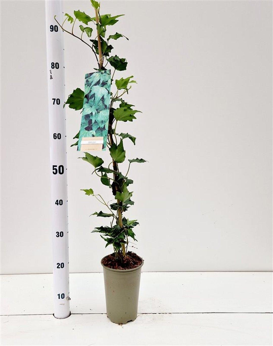Hedera hel. ‘Green Ripple’ - gestokt 70 cm, D 14 cm