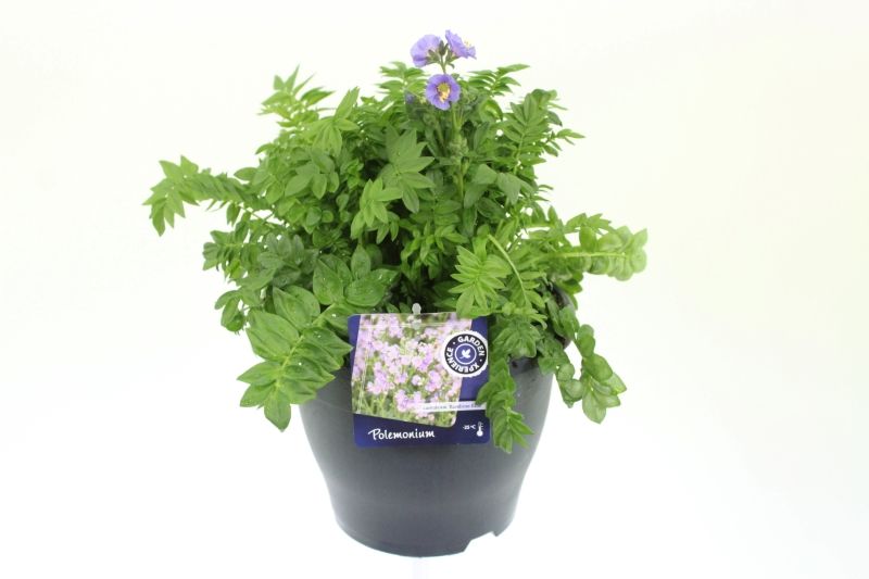 Polemonium caer. Bambino Blue, D 23