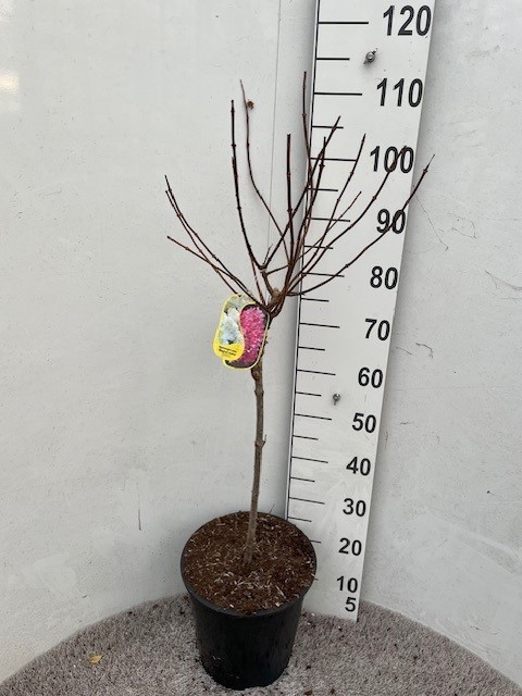 Hydrangea pan. Magical Andes 60 stam P28 C10, D 28