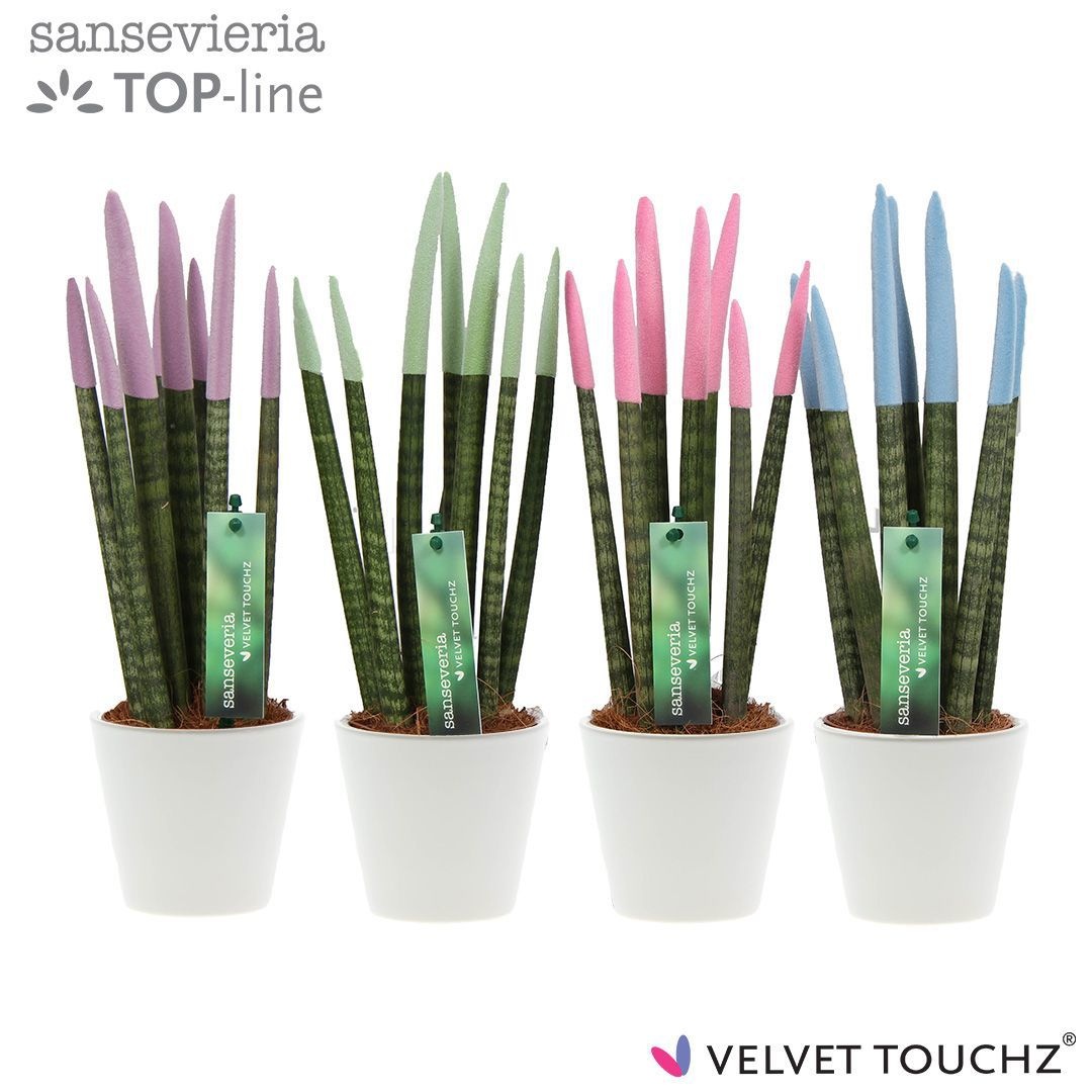 Sansevieria VELVET TOUCHZ® Pastel mix In keramiek R'dam, D 8,5
