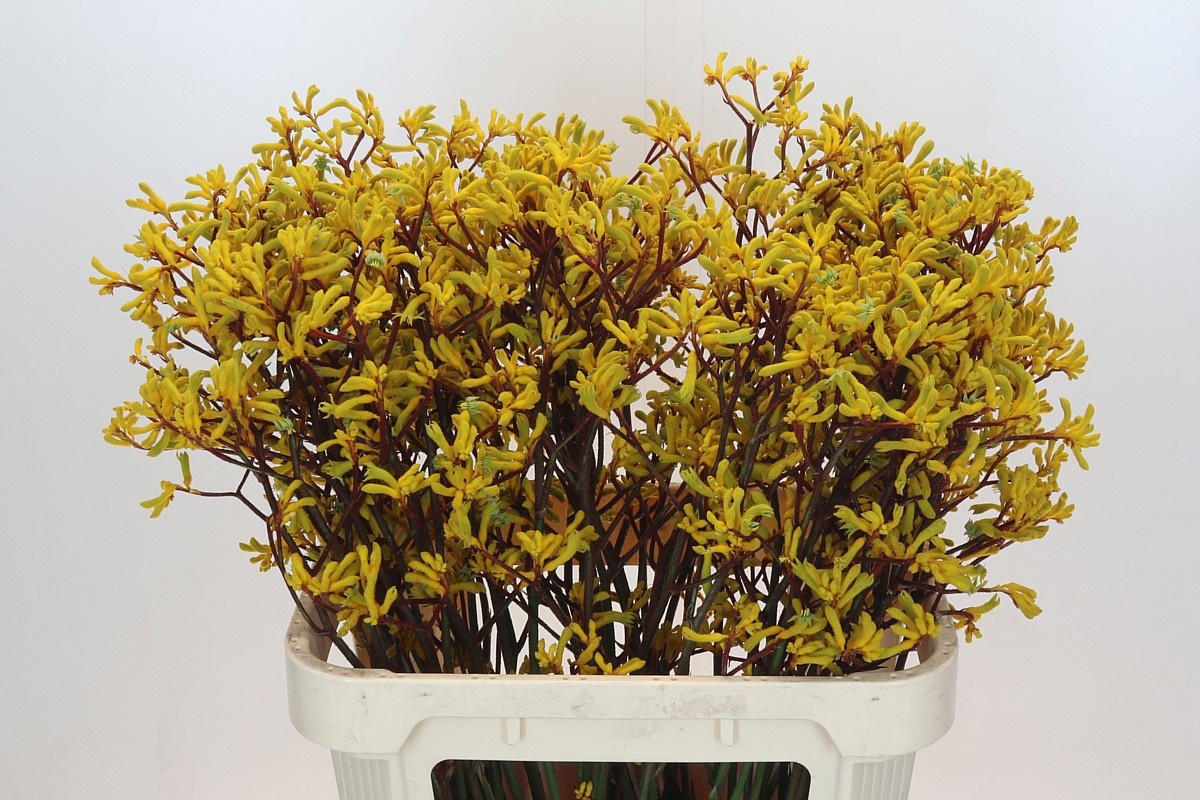 Анигозантус Еллоу Микс 80, шт.