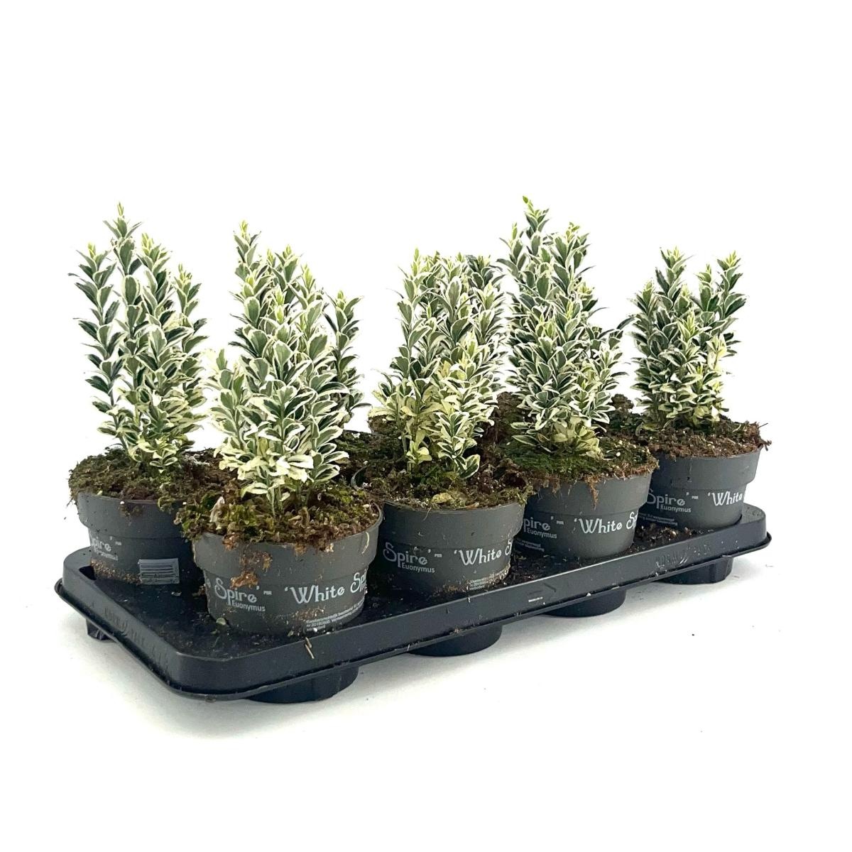 Euonymus jap. 'White Spire', D 13