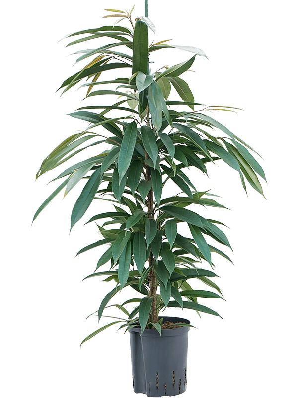 Ficus binnendijkii 'Amstel King', D 18