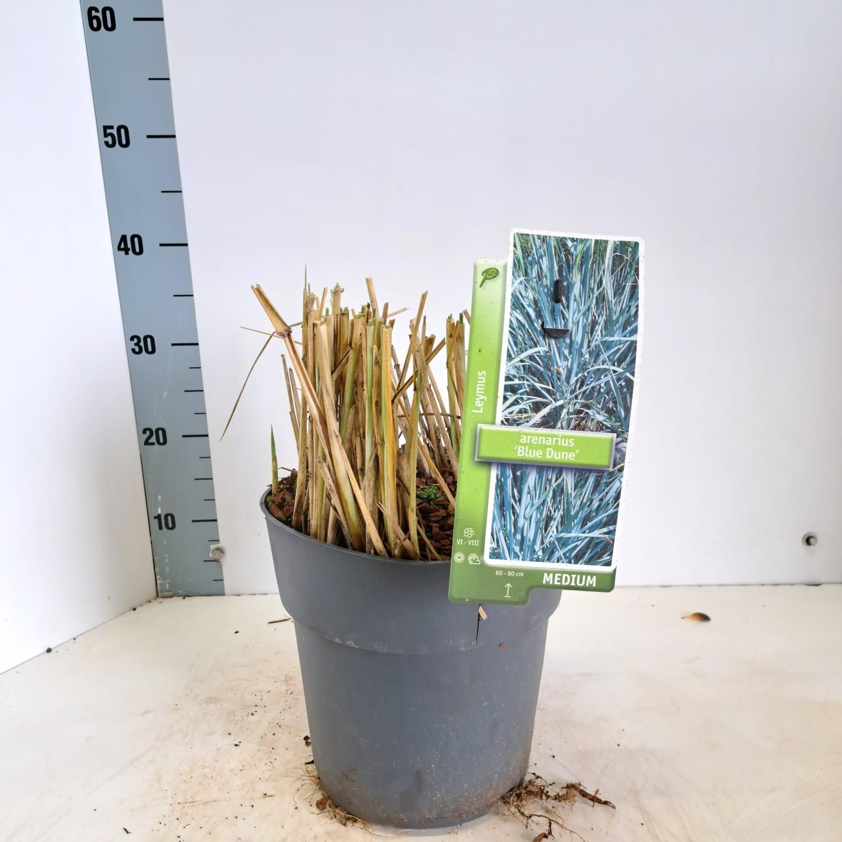 Leymus arenarius 'Blue Dune', D 23