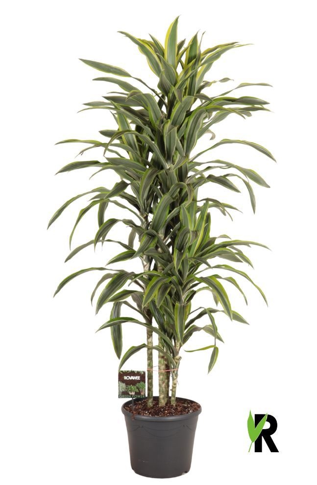 Dracaena fragr. Lemon Lime carrousel 4 st., D 35