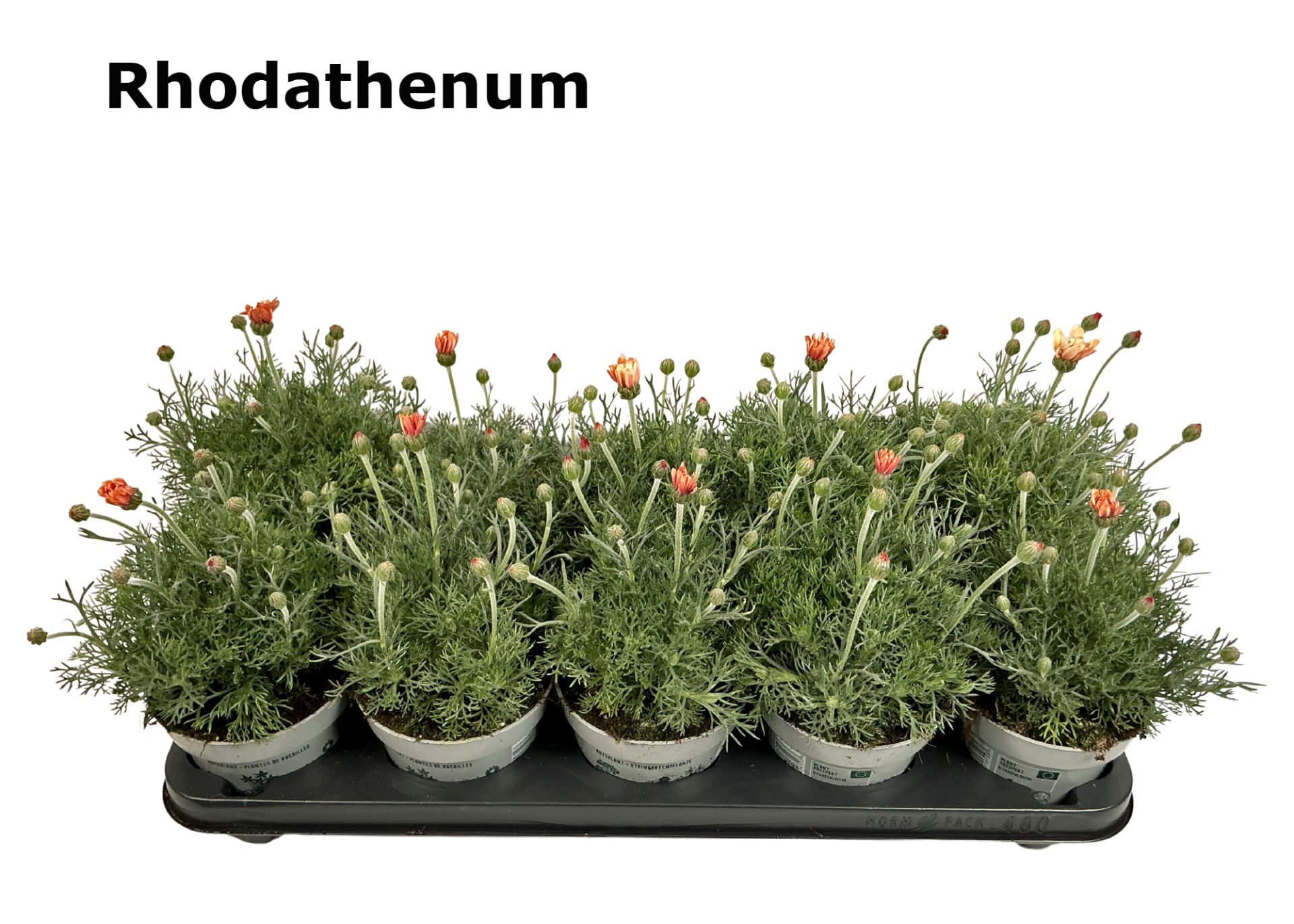 Rhodanthemum Zagora 12cm, D 12