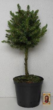 PICEA GLAUCA 'CONICA', D 15 cm