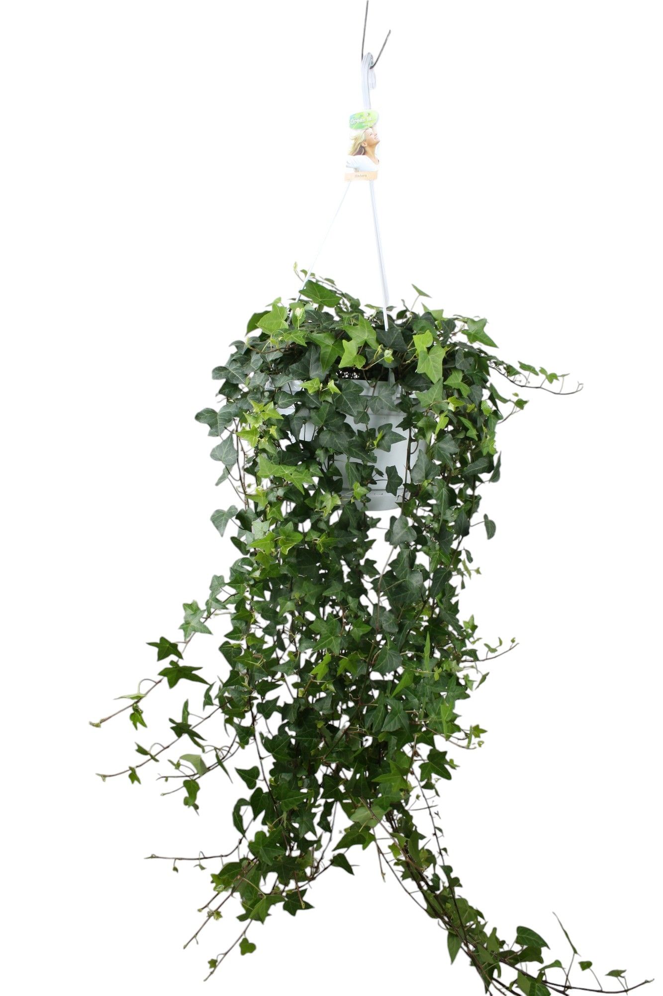 Hedera helix Anna - hang/XXL, D 24