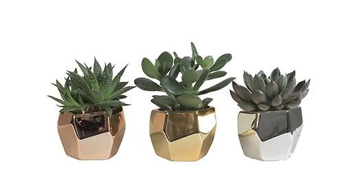 Succulent Mix L 479, D 6 cm