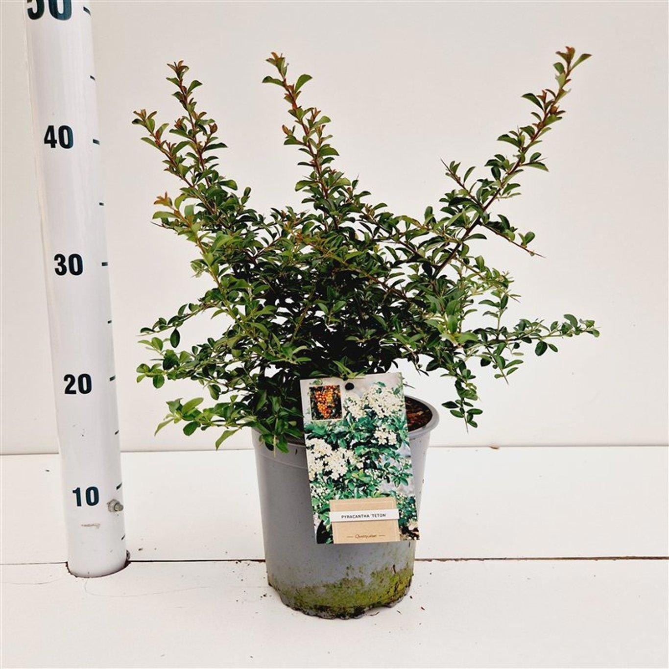 Pyracantha 'Teton' - gestokt, D 17 cm