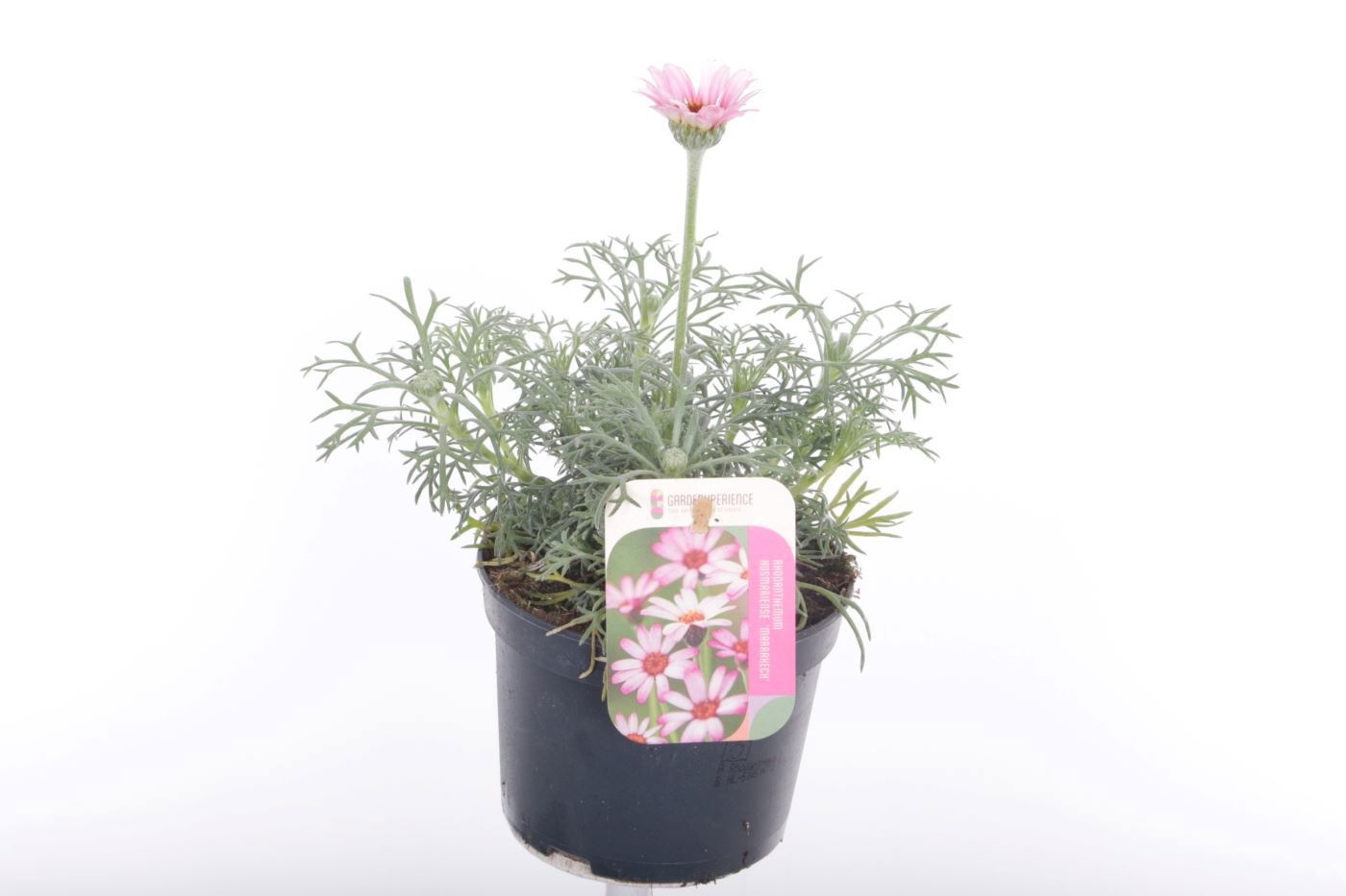 Rhodanthemum Marakesh, D 13