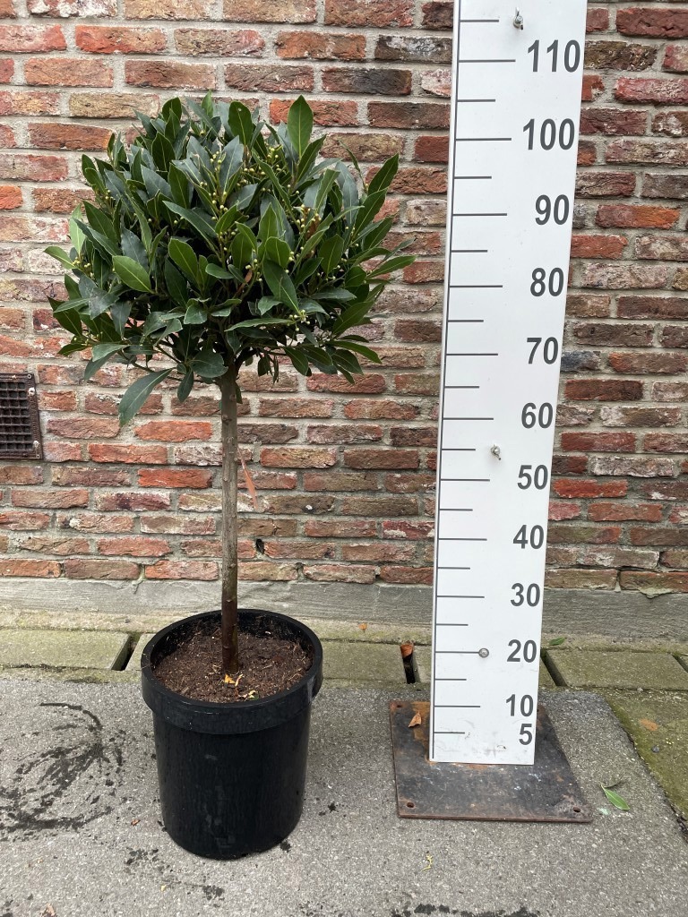 Bol op 1/4 Stam 40/45 p25, D 25