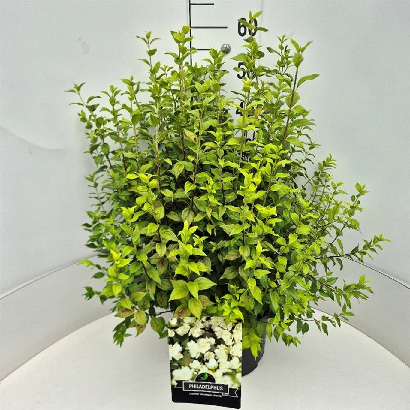 Philadelphus 'Manteau d'Hermine', D 28