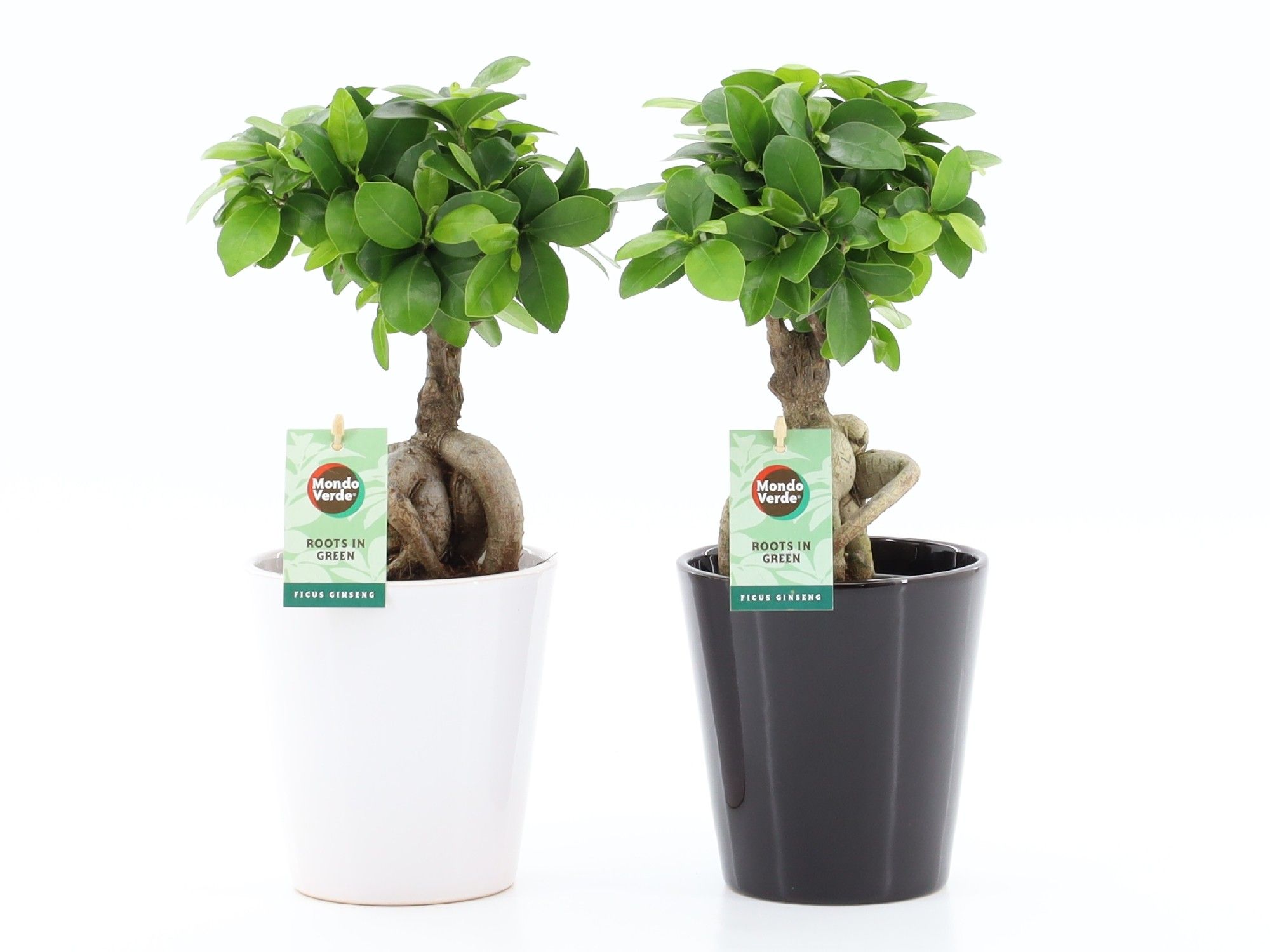 Ficus micr. Ginseng in Zwart & Wit Keramiek, D 13