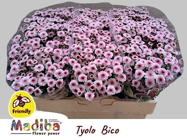 Сантини Мадиба Тиоло Бико, шт.