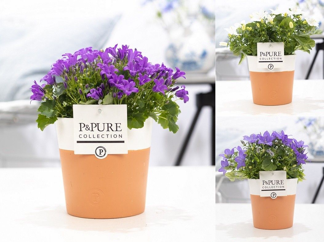 Campanula Mix Pure Terra Cotta, D 13