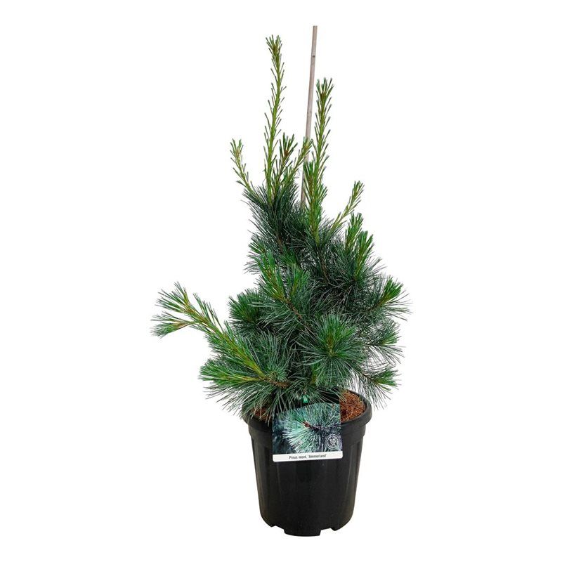 Pinus mont. 'Ammerland', D 32