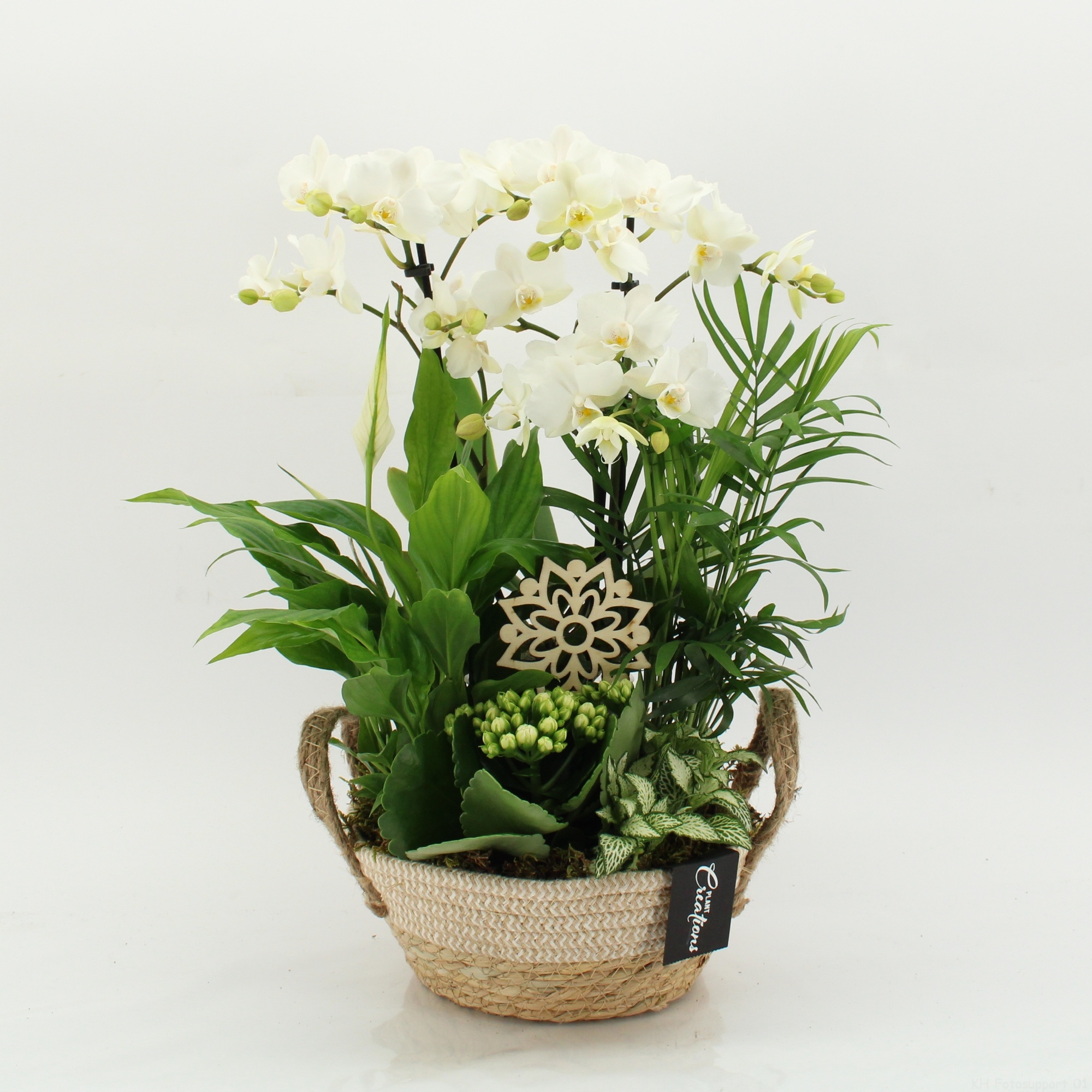 PHAL-2631W Phalaenopsis creatie, D 21