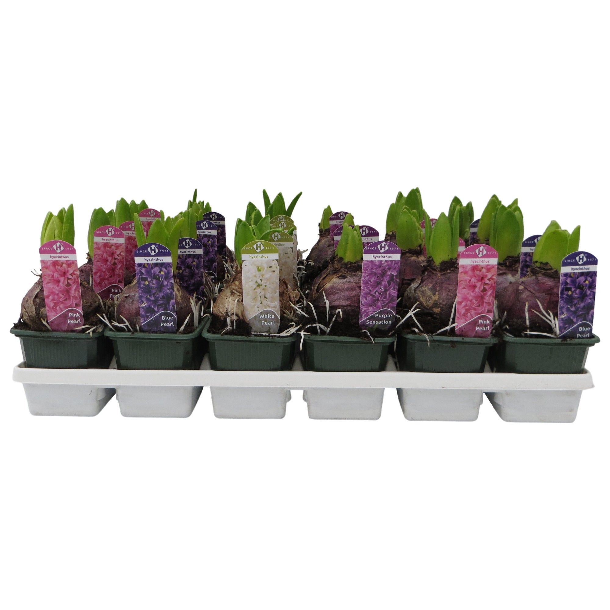Hyacinthus orientalis gemengd 4 kleuren, D 7 cm