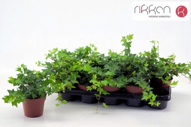 Hedera Brenda 12 cm, D 12