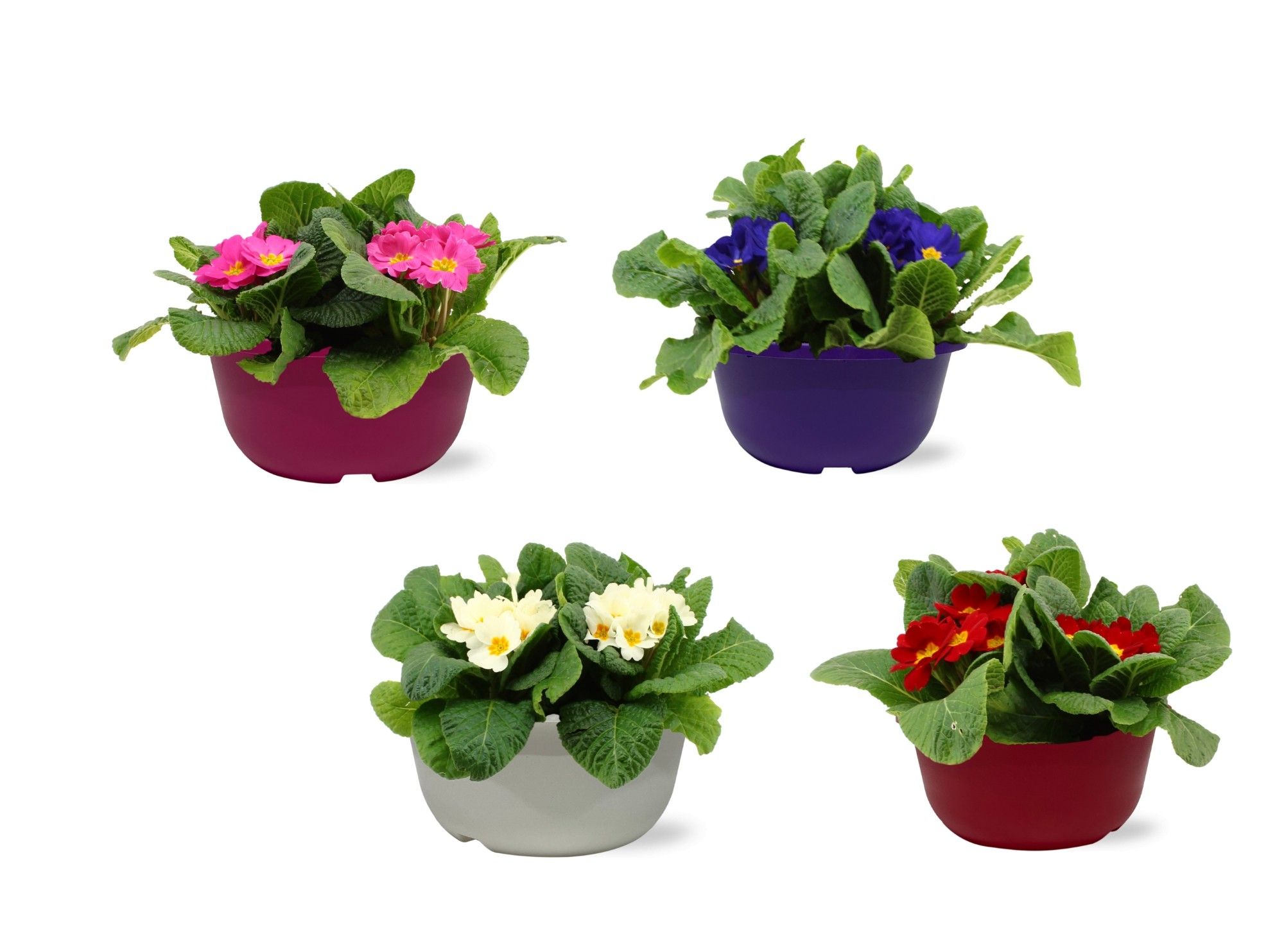 Primula Acaulis in Gemengd 19 cm schaal, D 19 cm