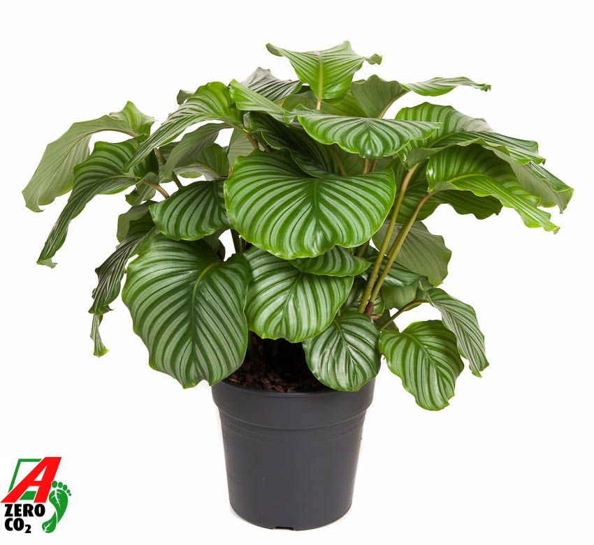 Calathea Orbifolia, D 27