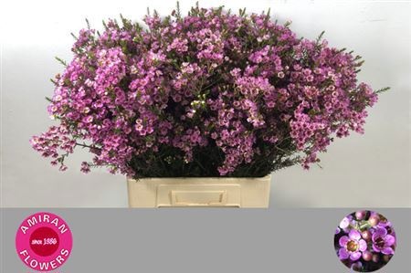 Шамелациум Пэйнтед Леди 70, шт.