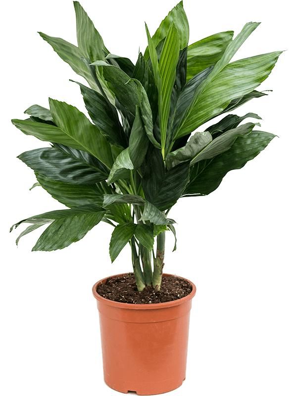 Chamaedorea metallica, D 21 cm