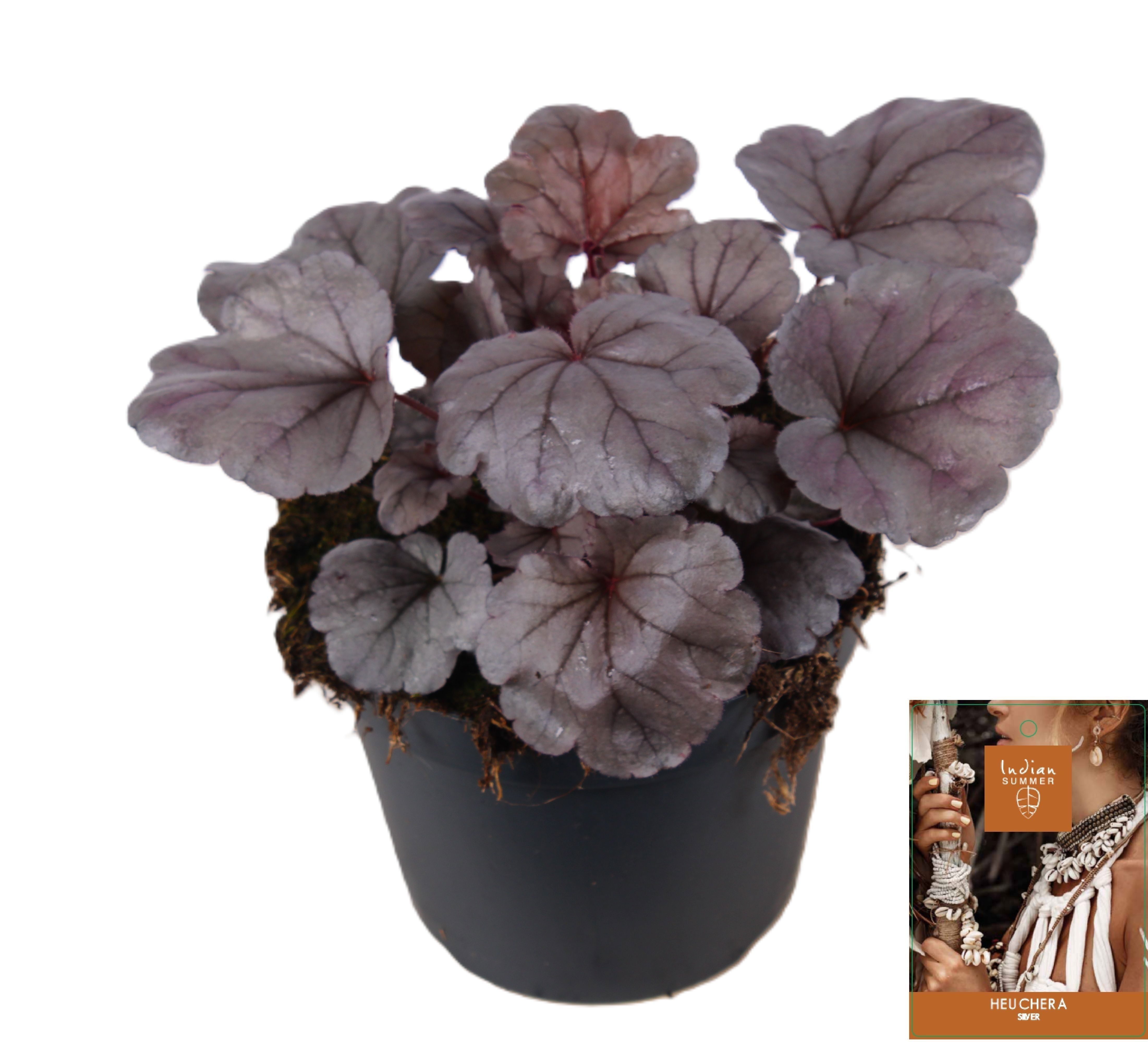 Heuchera Indian Summer Silver, D 15