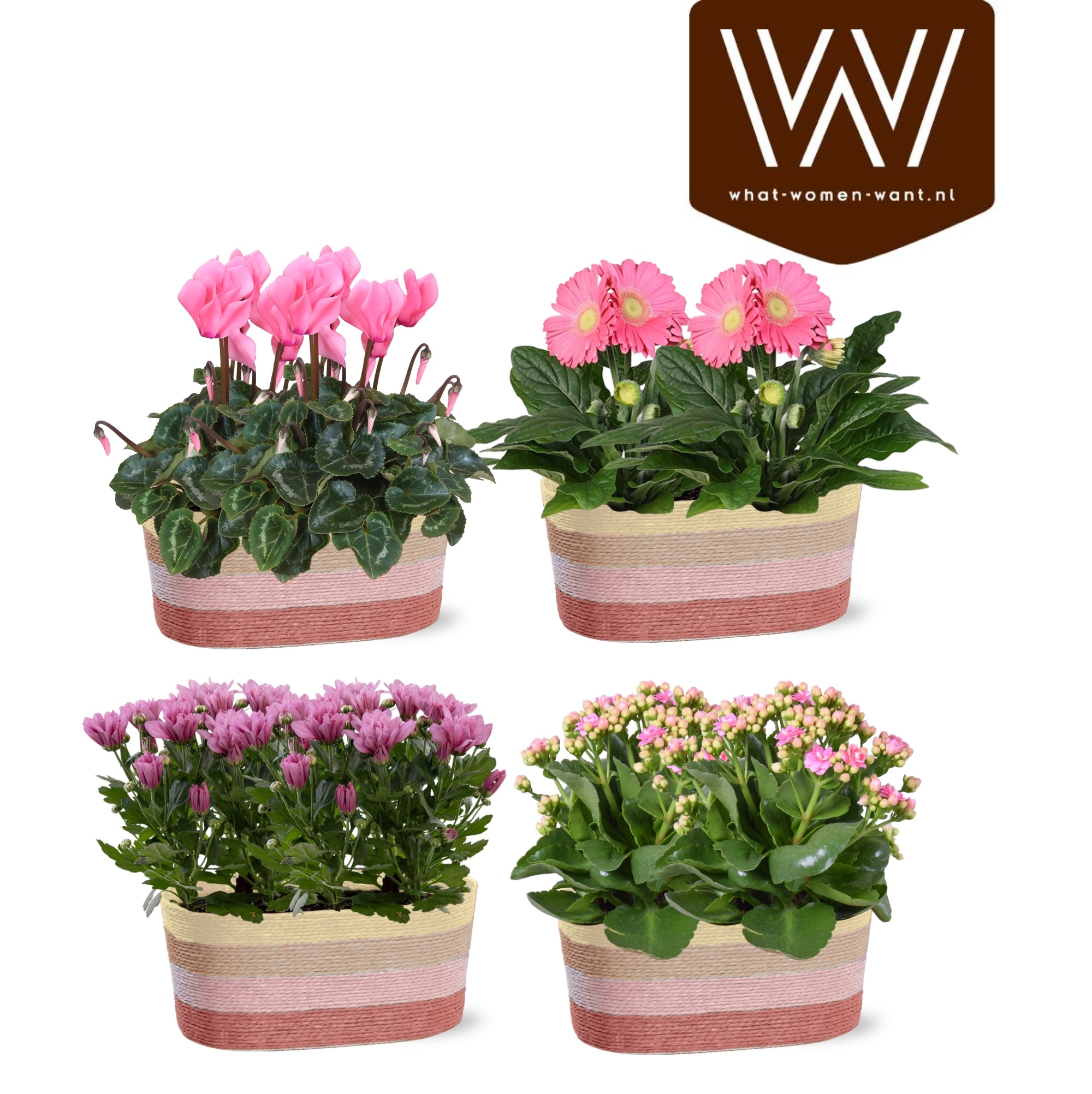 Bloeimix in duo-mand Rosalie - Sympathetic Moods, D 12