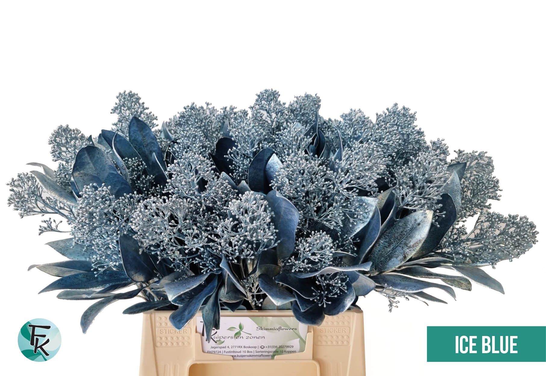 Скимия Овериг крашеный за пучок (краш. ) 45, пуч.