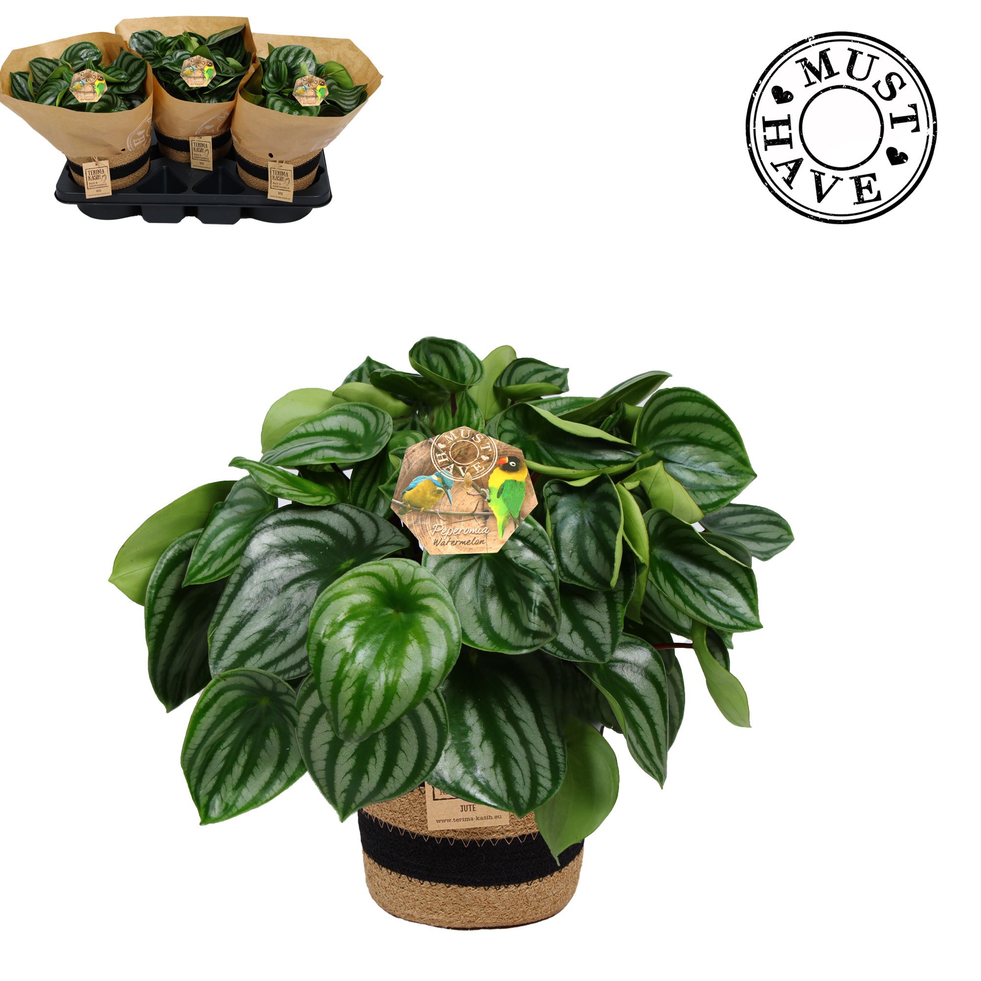 Peperomia ''Argyreia'' Watermelon in jutte mand ''must have'', D 17