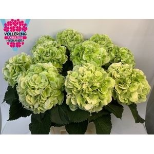 Гортензия Шнибл Классик 80, шт.