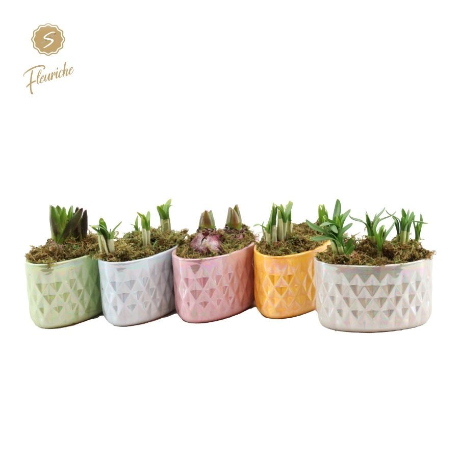 (2502) Narcissus Pearl Glazed Pots Mos, D 12
