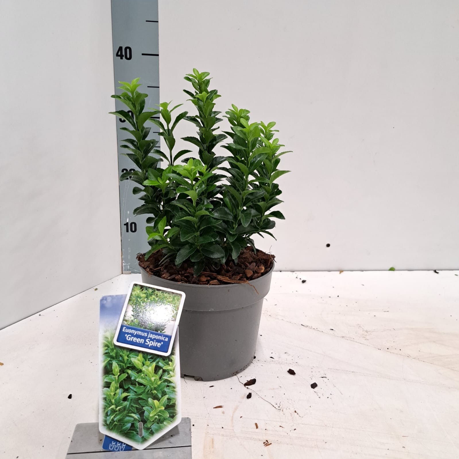 Euonymus jap. 'Green Spire', D 17