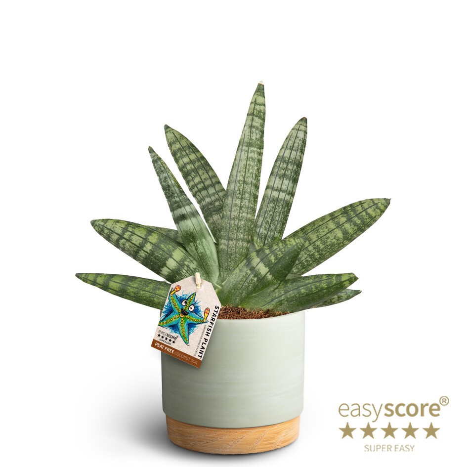 Woodbase Green, Sansevieria Boncellensis, D 12 cm