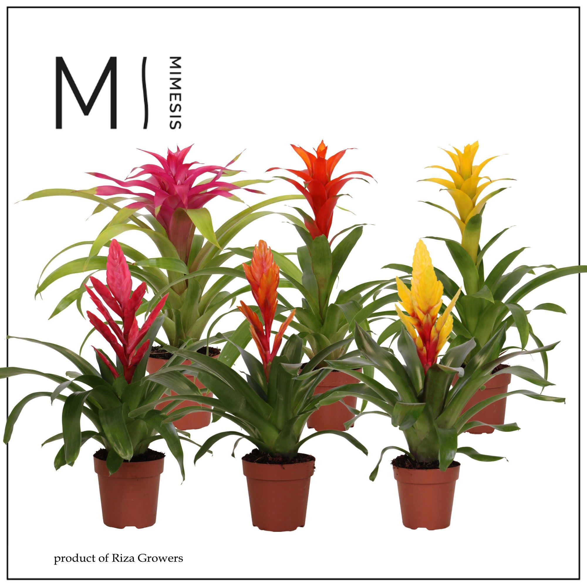 Bromelia Cupcake - 12cm | Mimesis, D 12