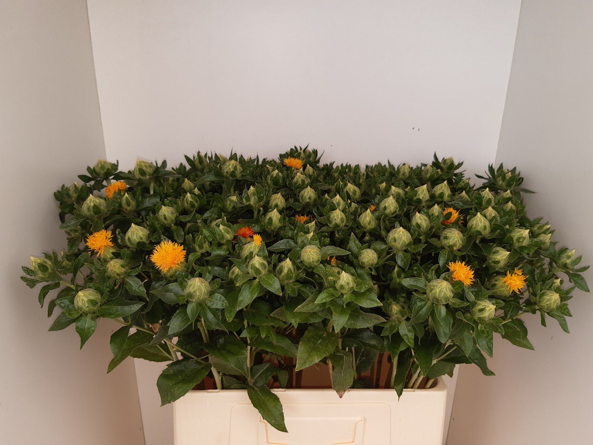 Картамус Тинкториус Овериг 60, шт.